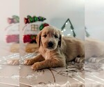 Small breeder photo