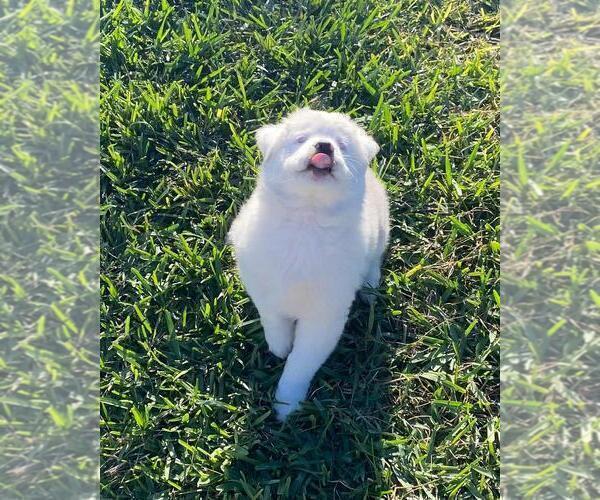 Medium Photo #14  Breeder Profile in CLERMONT, FL, USA