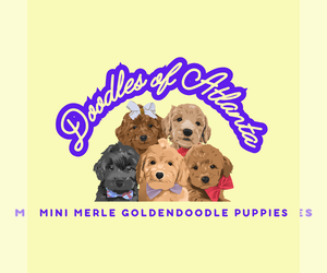 Goldendoodle (Miniature) Dog Breeder near MABLETON, GA, USA