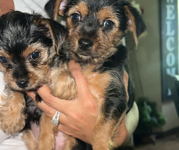 Medium Photo #1  Breeder Profile in LABELLE, FL, USA