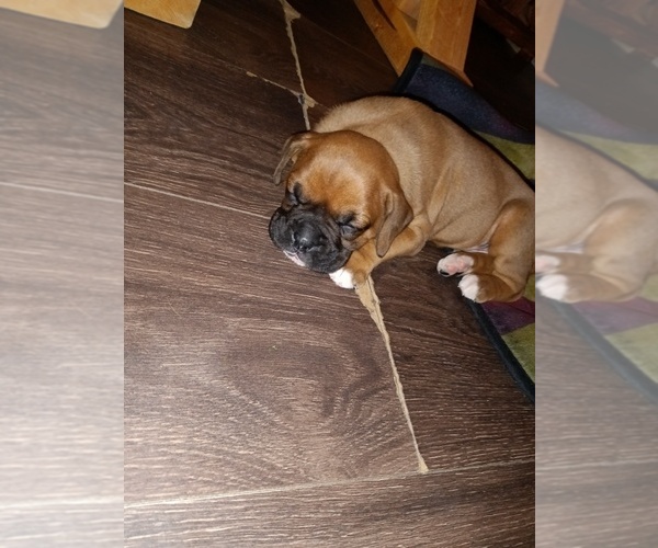 Medium Photo #1  Breeder Profile in WARFORDSBURG, PA, USA