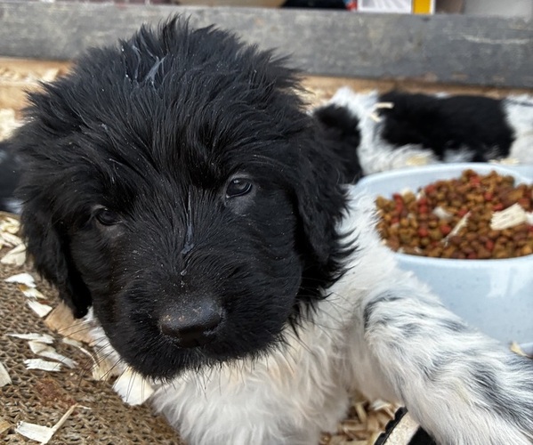 Medium Photo #3  Breeder Profile in SAXTONS RIVER, VT, USA