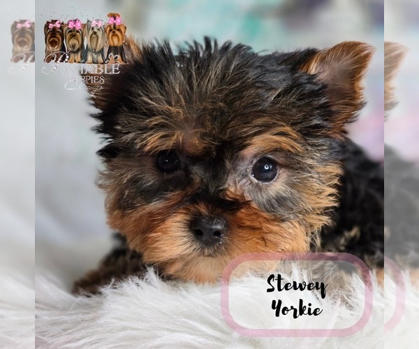 Medium Photo #16  Breeder Profile in ELMHURST, IL, USA