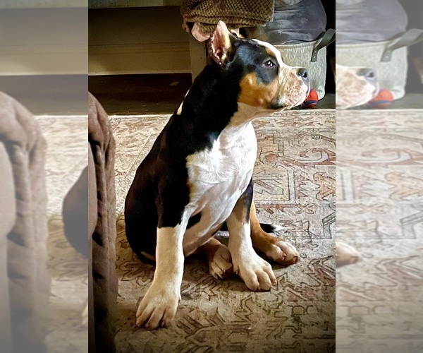 Medium Photo #14  Breeder Profile in FORT MITCHELL, AL, USA