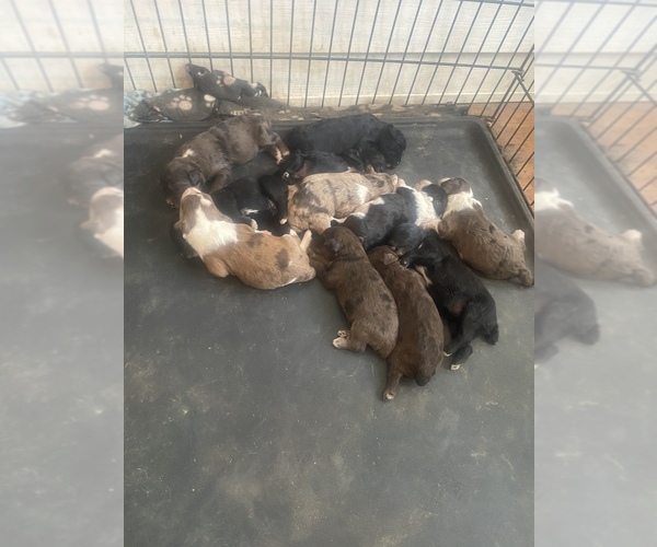 Medium Photo #1  Breeder Profile in MACCLESFIELD, NC, USA