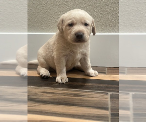 Medium Photo #1  Breeder Profile in YUCAIPA, CA, USA