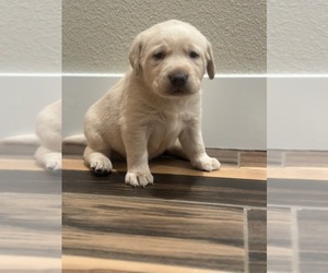 Labrador Retriever Dog Breeder near YUCAIPA, CA, USA