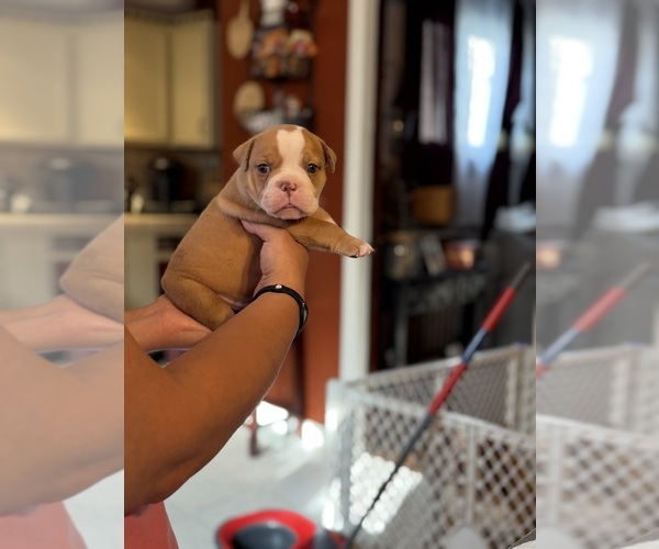 Medium Photo #4  Breeder Profile in HAMMOND, IN, USA