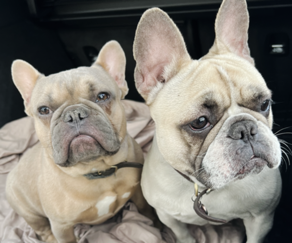 Medium Photo #1  Breeder Profile in CORDOVA, TN, USA