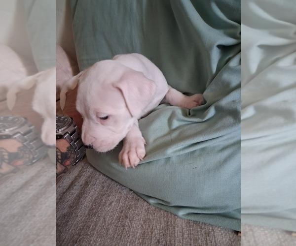 Medium Photo #12  Breeder Profile in BAKERSFIELD, CA, USA