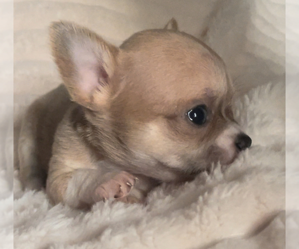 Medium Photo #17  Breeder Profile in ADAMSVILLE, TN, USA
