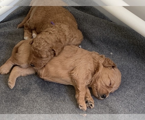 Medium Photo #31  Breeder Profile in FLAT ROCK, NC, USA