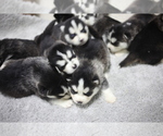 Small breeder photo