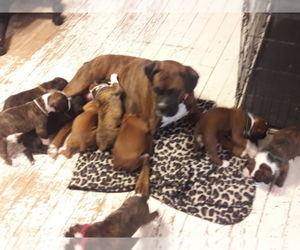 Boxer Dog Breeder near TULSA, OK, USA