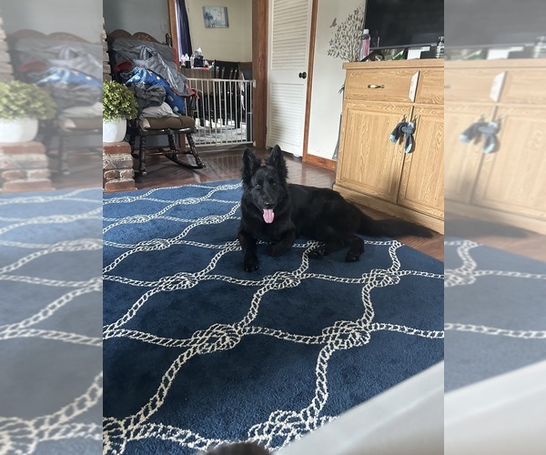 Medium Photo #9  Breeder Profile in ELIZABETH, PA, USA