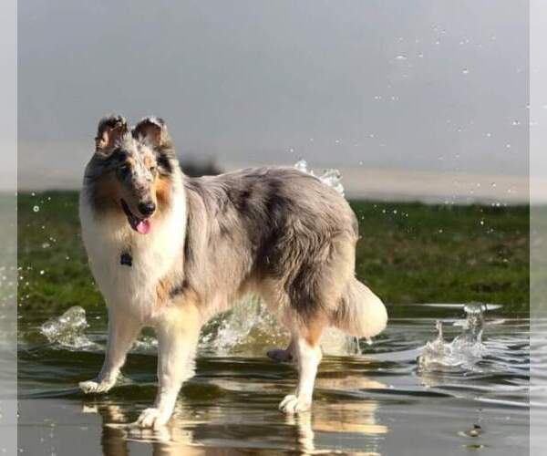 Medium Photo #1  Breeder Profile in SHREVEPORT, LA, USA