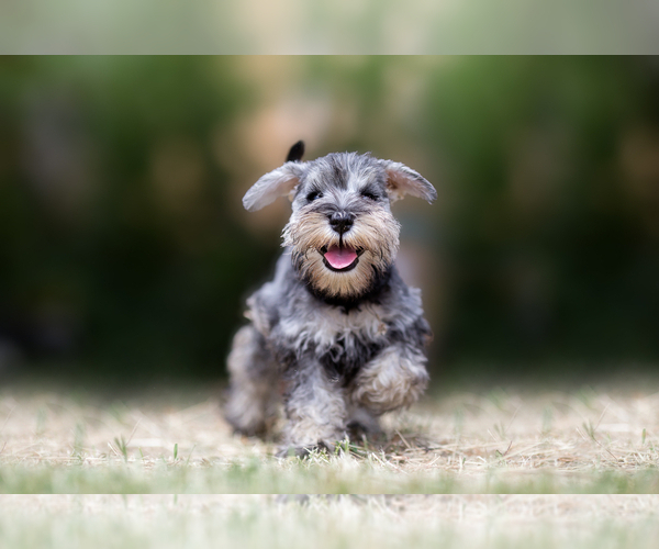 Medium Photo #3  Breeder Profile in SCOTTSDALE, AZ, USA