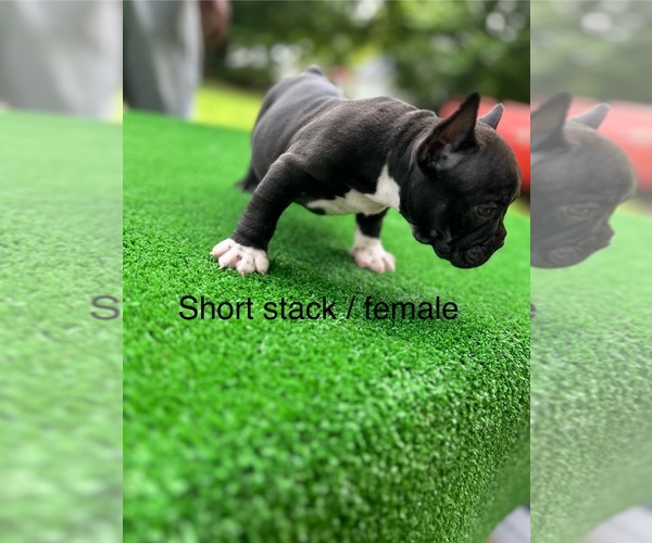 Medium Photo #1  Breeder Profile in LEXINGTON, NC, USA