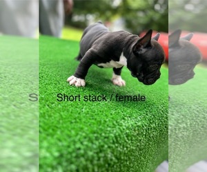 American Bully Dog Breeder near LEXINGTON, NC, USA
