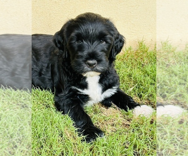 Medium Photo #1  Breeder Profile in GAINESVILLE, GA, USA