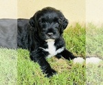 Small breeder photo