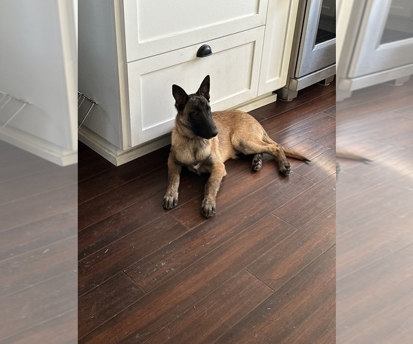 Medium Photo #23  Breeder Profile in WILLIAMS, CA, USA