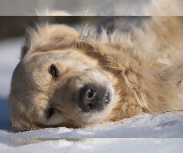 Medium Photo #5  Breeder Profile in ROWLEY, MA, USA
