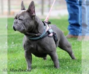 French Bulldog Dog Breeder in DELTA,  USA