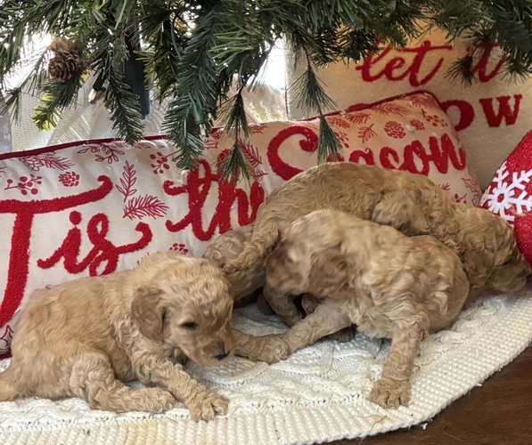 Medium Photo #15  Breeder Profile in DEXTER, MO, USA