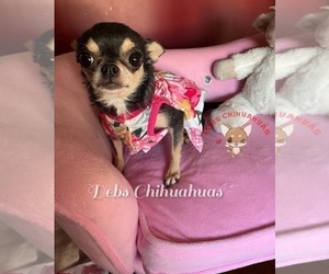 Chihuahua Dog Breeder near TRACY, CA, US