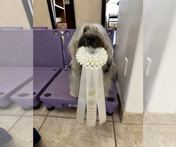 Medium Photo #14  Breeder Profile in LAKESIDE, CA, USA