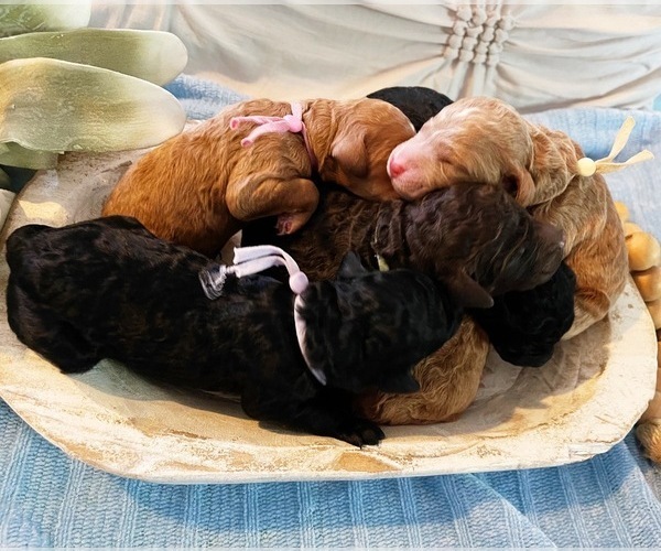 Medium Photo #1  Breeder Profile in MOULTON, AL, USA
