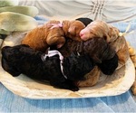 Small breeder photo