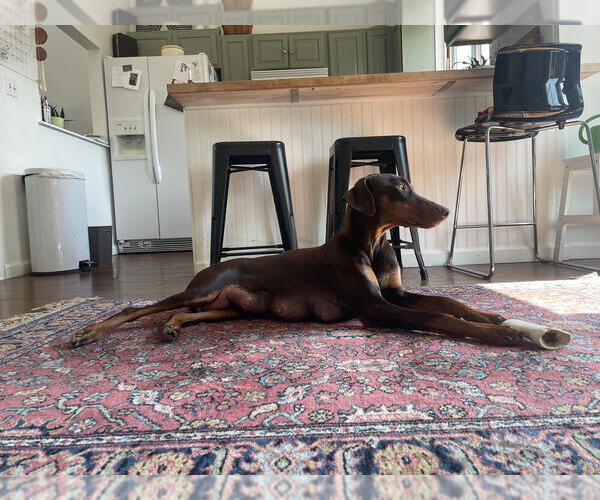 Medium Photo #1  Breeder Profile in COLORADO SPRINGS, CO, USA