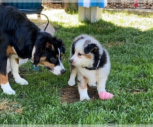Medium Photo #1  Breeder Profile in VACAVILLE, CA, USA