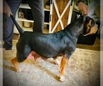 Small #28 Breeder Profile image