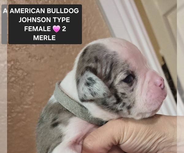 Medium Photo #7  Breeder Profile in SANTA ANA, CA, USA