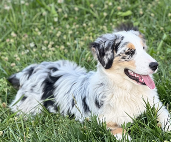 Medium Photo #1  Breeder Profile in BALDWIN, GA, USA