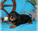 Small #40 Breeder Profile image