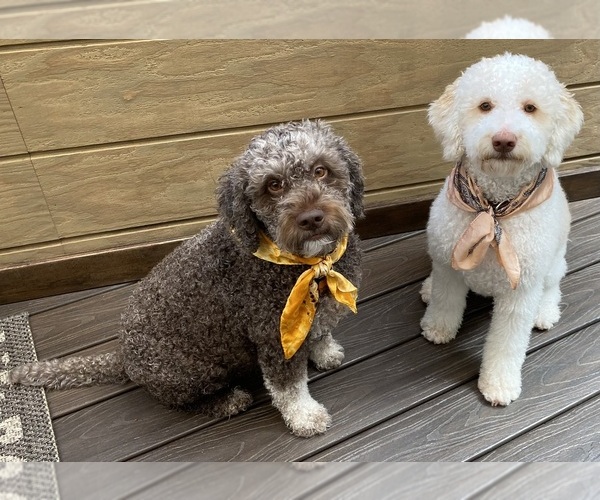 Medium Photo #5  Breeder Profile in VANCOUVER, WA, USA