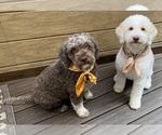 Small #4 Breeder Profile image