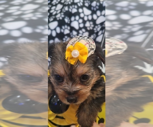 Medium Photo #257  Breeder Profile in AKRON, OH, USA