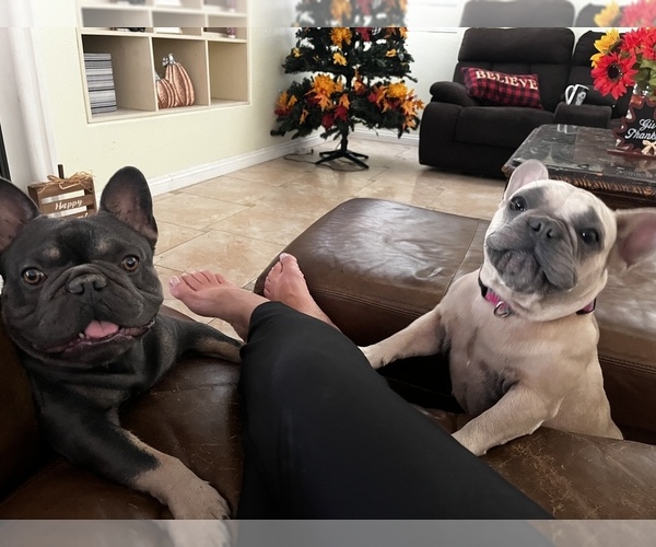 Medium Photo #1  Breeder Profile in HIGHLAND, CA, USA