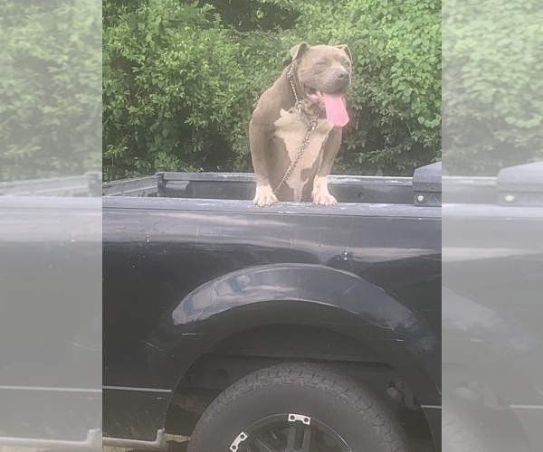 Medium Photo #11  Breeder Profile in AUGUSTA, GA, USA