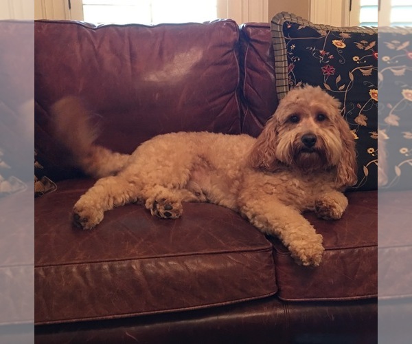 Medium Photo #1  Breeder Profile in BLAKELY, GA, USA