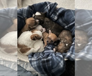 Chihuahua Dog Breeder near COLUMBIA, SC, USA