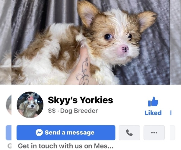 Medium Photo #1  Breeder Profile in PENSACOLA, FL, USA