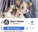 Small breeder photo