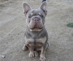 French Bulldog Dog Breeder in LOS ANGELES,  USA