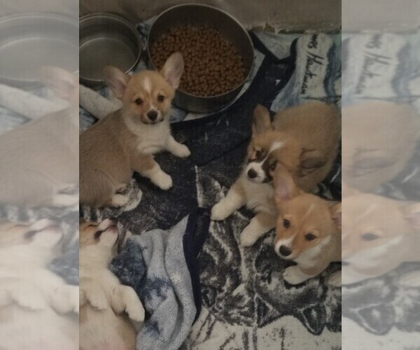 Medium Photo #1  Breeder Profile in MONROE, MI, USA
